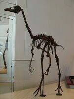 Ornithomimus on display at the Royal Ontario Museum.